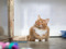 Ginger-and-white cat sitting on a floor, looking upwards beside a wooden enclosure.