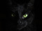 close up of the face of a black cat with green eyes in the dark