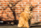 long-haired ginger cat sat in front of brick wall outdoors