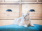 ginger cat