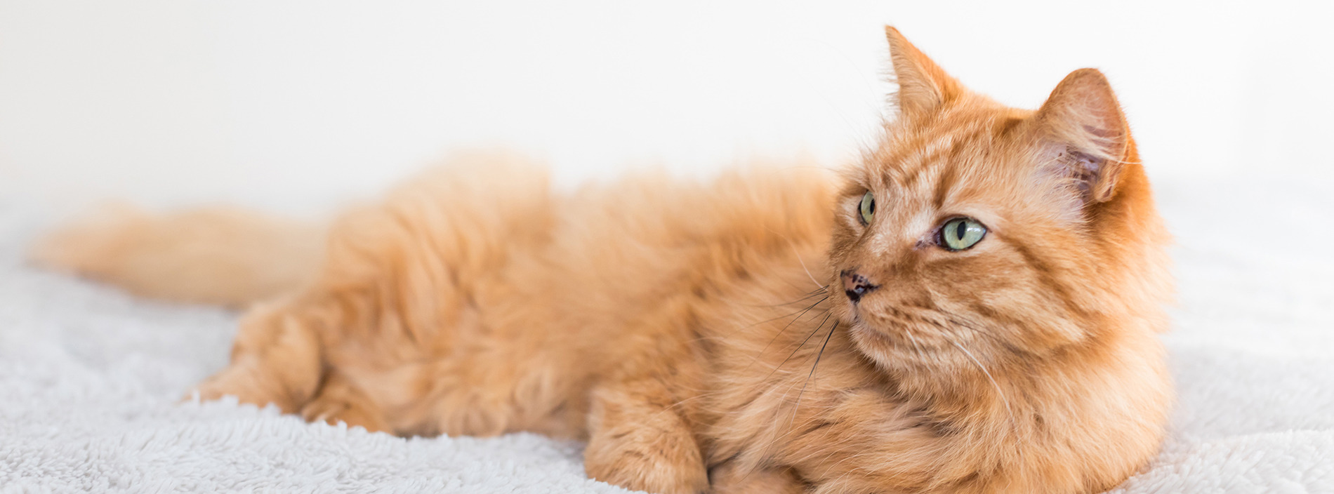 Skin problems in cats