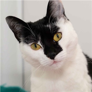 Black and white cat looking at the camera