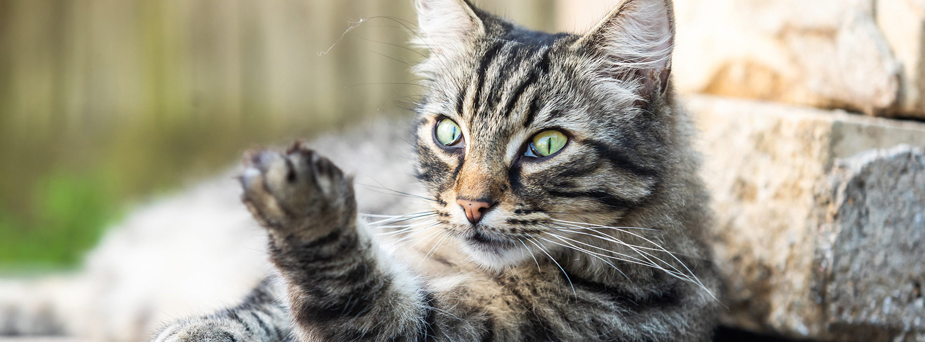 How to trim cat claws