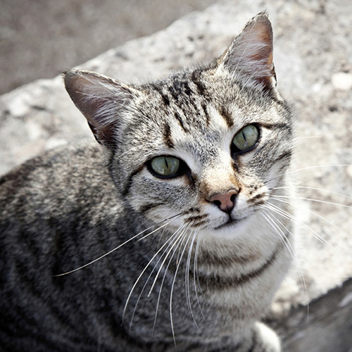 Silver tabby cat