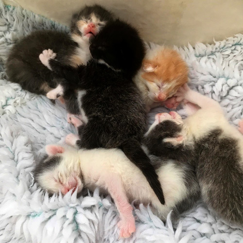 Five kittens