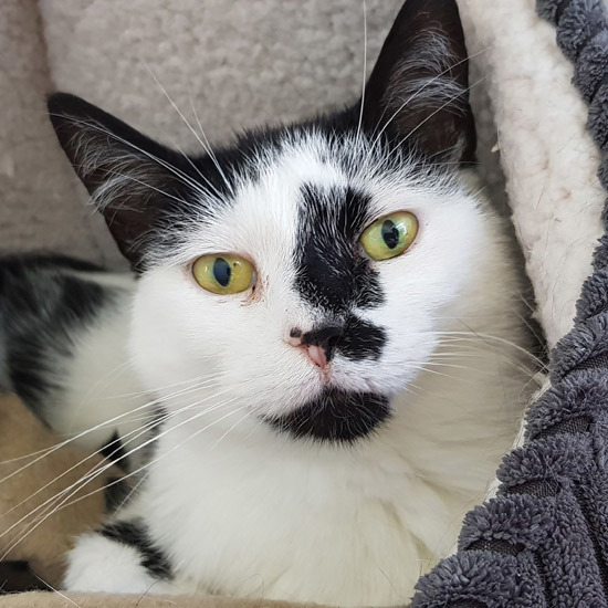 Black and white cat