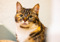 brown-and-white tabby cat