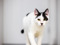 A white-and-black cat with yellow eyes