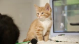 Ginger kitten in pen