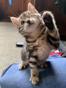 Brown tabby kitten with one eye holding their front paw up