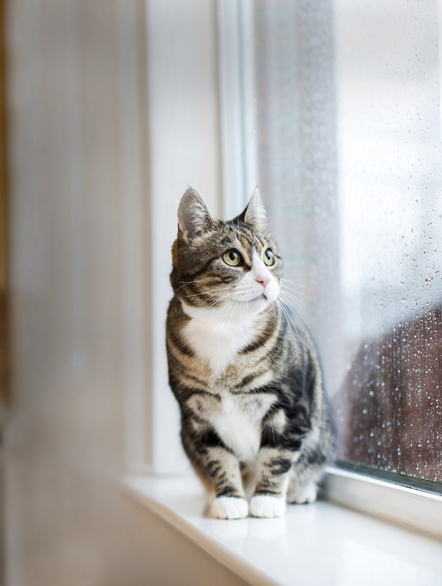 Do cats forget us when we’re on holiday? Behaviourist reveals what cats really think