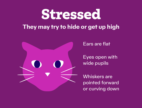 An infographic about a cat being stressed