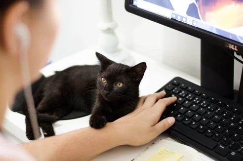 Black cat laying on a keyboard while someone is trying to work on the computer