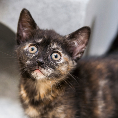 tortoiseshell kitten