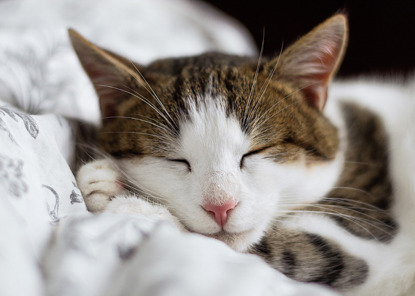 tabby and white cat asleep