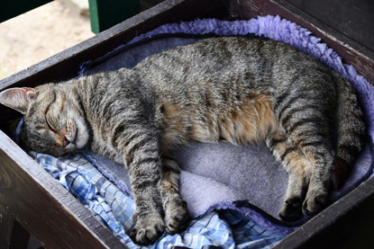 tabby cat asleep in drawer