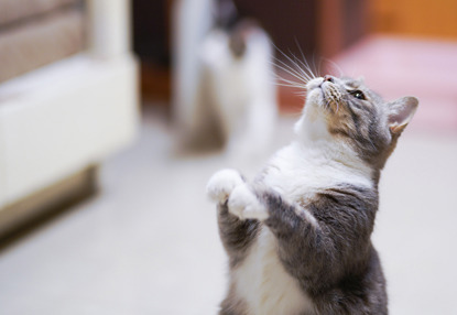 grey and white cat standing up on hind legs looking like they're begging