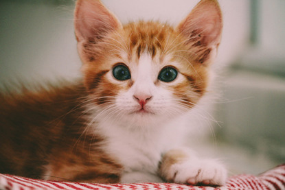 white and ginger kitten