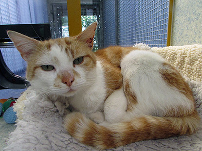 ginger tabby cat curled up in cat bed