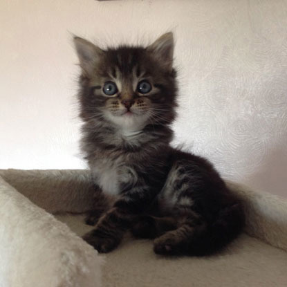 fluffy tabby kitten in cat bed