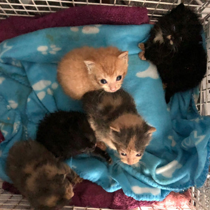 five tiny kittens in cat basket with blankets