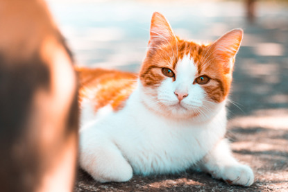 ginger and white cat lying down outside