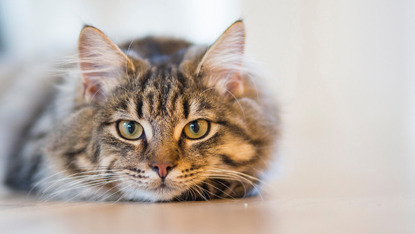 long-haired tabby cat lying on the floor