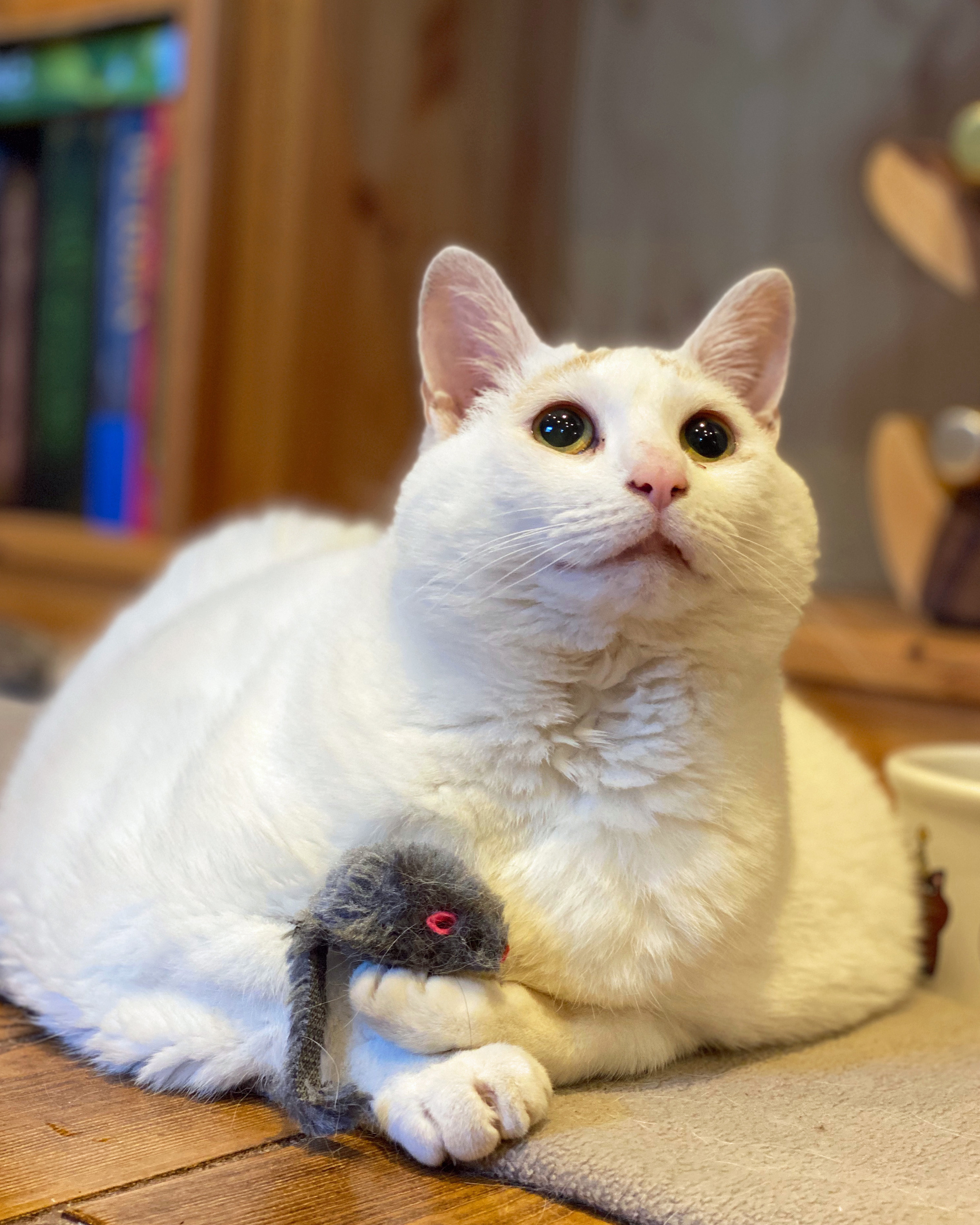 Owners celebrate as obese cat who could barely stand now enjoys outdoor runs