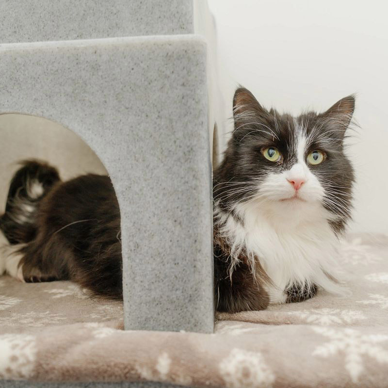 New review highlights urgent welfare concerns in extreme purebred cats in the UK