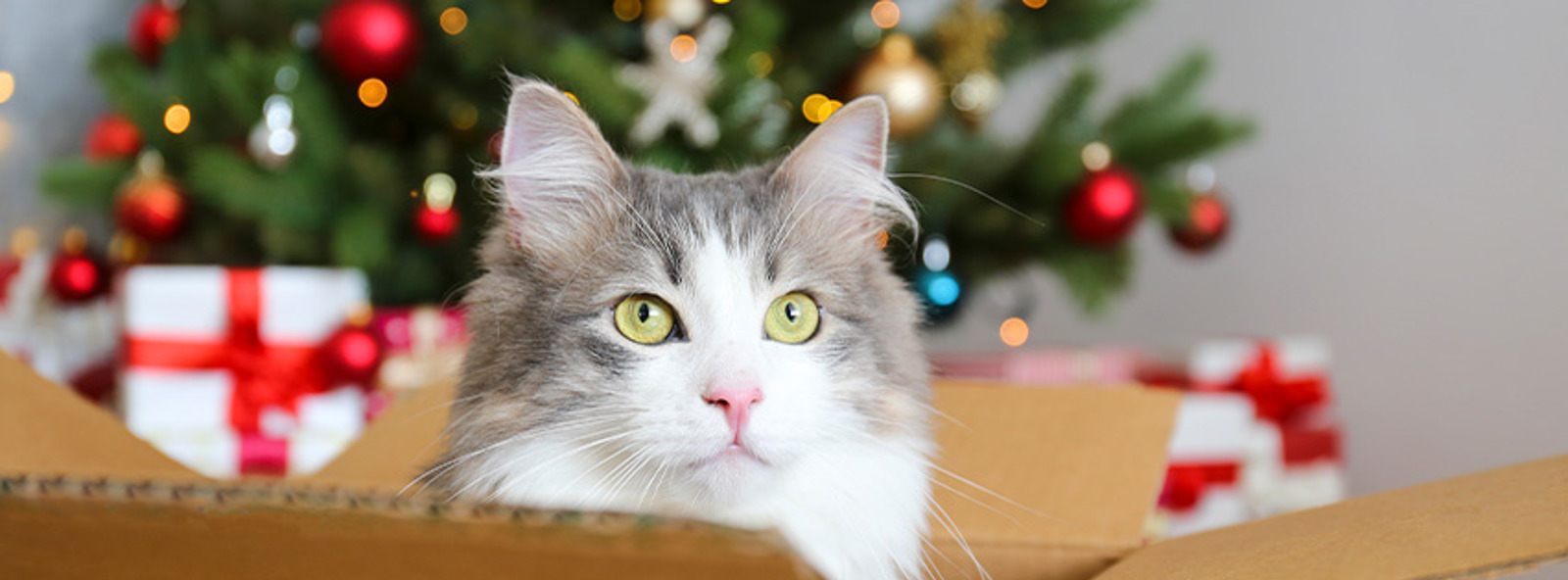 Scotland Cat Centre & Glasgow Cat Centre