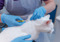 A white cat having a microchip injected under the skin at the back of their neck