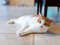 Ginger-and-white cat lying on a tiled floor, looking towards the camera.