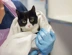A black and white cat wrapped in a towel held by vet.