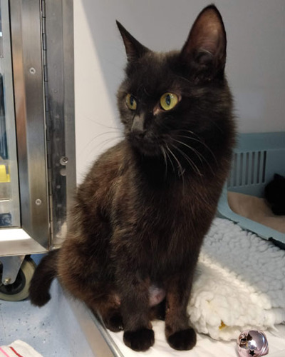 black cat in rescue centre pen