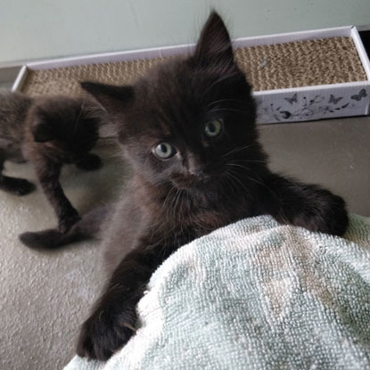 two black kittens