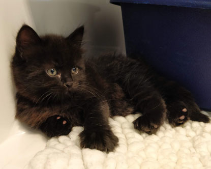 fluffy black kitten on white fleece blanket