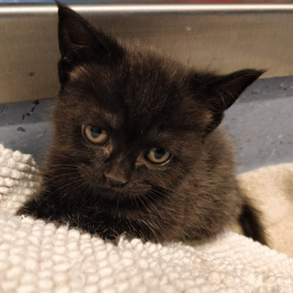 black kitten on blanket