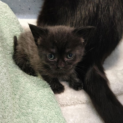 black kitten next to mum cat on towels