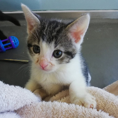 tabby and white kitten