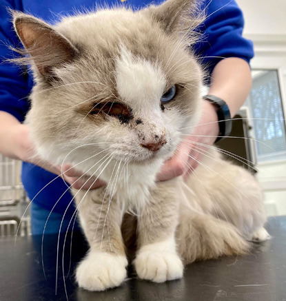 grey and white ragdoll cat with missing eye