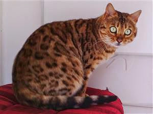 Bengal cat