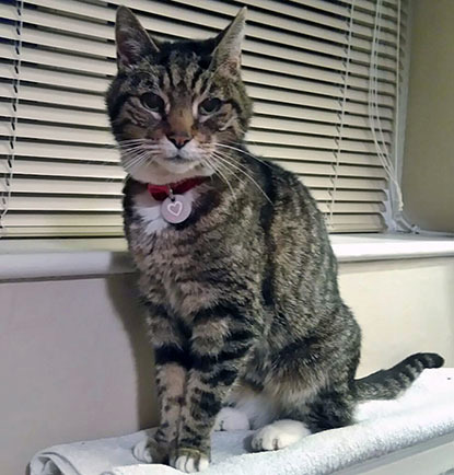 elderly tabby cat sitting on radiator