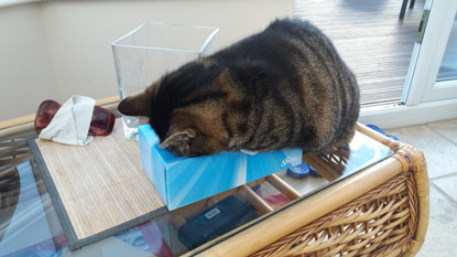 brown tabby cat asleep with head in a tissue box