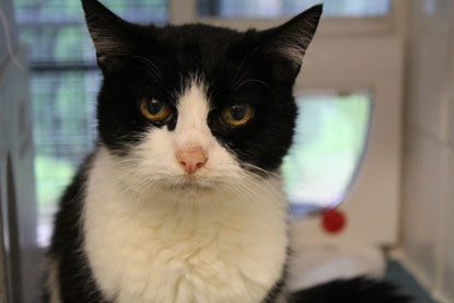 black and white cat in centre pen