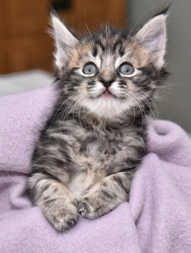 tabby cat with Syndactylism