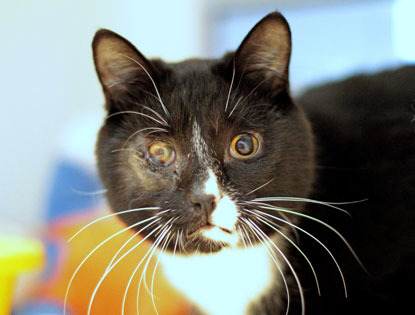 black and white cat blind in one eye