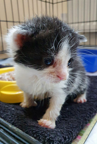 black-and-white kitten in cat basket