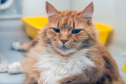 ginger and white long-haired cat