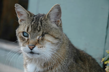 blind tabby and white cat