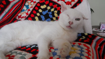 stray cat with an eye missing laying on crocheted blanket